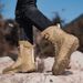 Special Forces Mountaineering Large Shoes Steel Head Combat Boots High Top Boots Desert Tactical Boots_vogvips.com