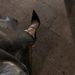Stiletto Pointed Toe Outdoor Versatile Casual Comfortable 2024 Summer Fashion Niche Design Solid Color High Heel Sandals_vogvips.com