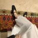 Sheepskin Version ~ French Style Genuine Leather Square Toe Hollow Mesh Sandals For Women New Soft Sole Woven Mary Jane_vogvips.com