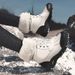 Martin Boots For Women With Plush Outdoor Snow Boots, Waterproof And Anti Slip High Top Cotton Shoes For Women_vogvips.com
