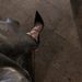 2026 Spring/Summer New Black Patent Leather Closed-Toe Shallow High Heel Women's Stiletto Sandals With Cross Straps_vogvips.com