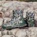 Men's Combat Boots ,desert Boots, Hiking Boots_vogvips.com
