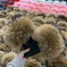 Real Raccoon Fur Slippers For Women Summer Fluffy Indoor House Fuzzy Flat Slides Outdoor Fashion Beach Sandals Flip_vogvips.com