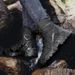 High Top, Wear-resistant, Breathable Men's Military Boots, Lightweight, Anti Slip, Safe And Professional Combat Boots_vogvips.com