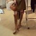 Sheepskin Version ~ Wrinkled Pile For Women With Belt Buckle, Pointed Toe, Chunky Heel, High Tube, Over-the-Knee Long_vogvips.com
